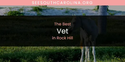 Rock Hill's Best Vet