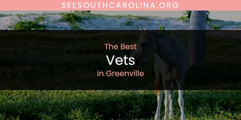 The Absolute Best Vets in Greenville