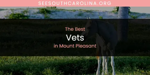 The Top-Rated Vets in Mount Pleasant